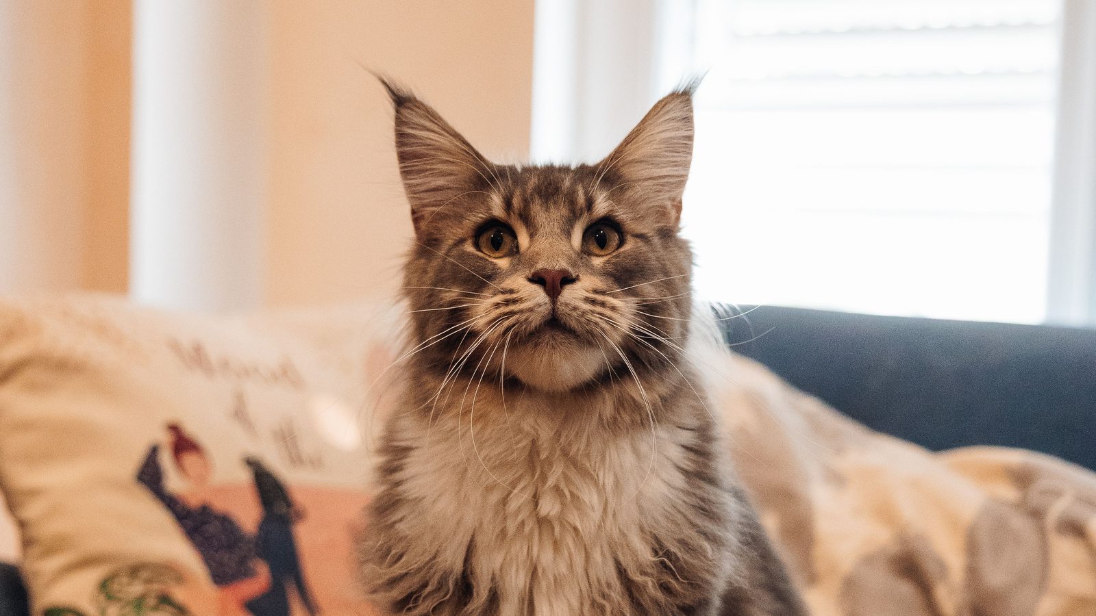 A silver tabby Maine Coon sitting upright on a fur throw, ear tufts raised, a sunlit window behind