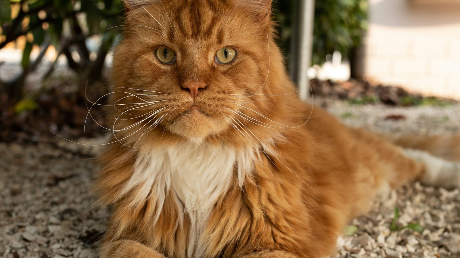 A ginger Maine Coon resting on sunlit gravel beside a garden wall, ear tufts catching the light