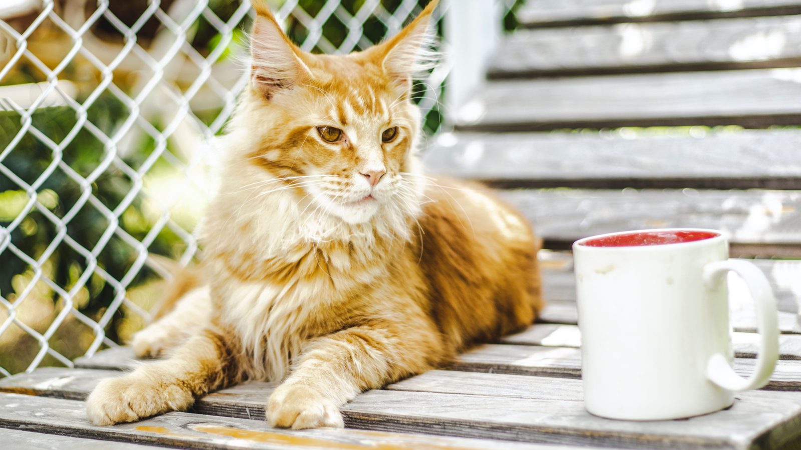 A cream Maine Coon stretched out on a weathered porch bench beside a coffee mug, chain-link fence behind