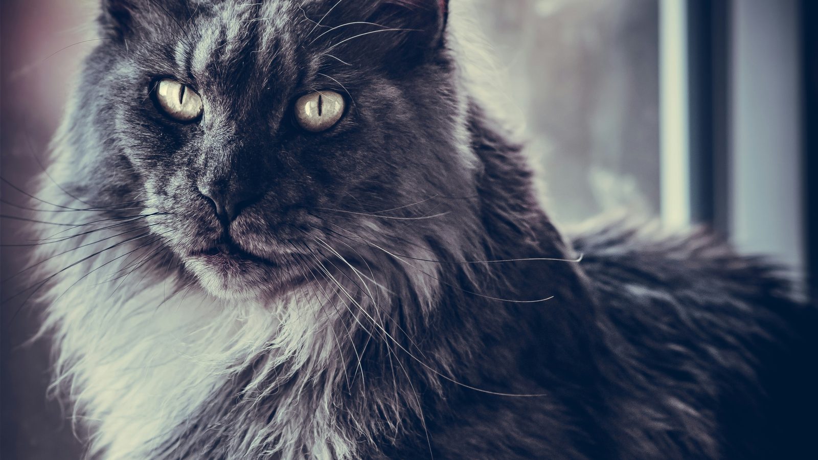 A dark smoke Maine Coon sitting in profile by a window, its long ruff catching the cool daylight