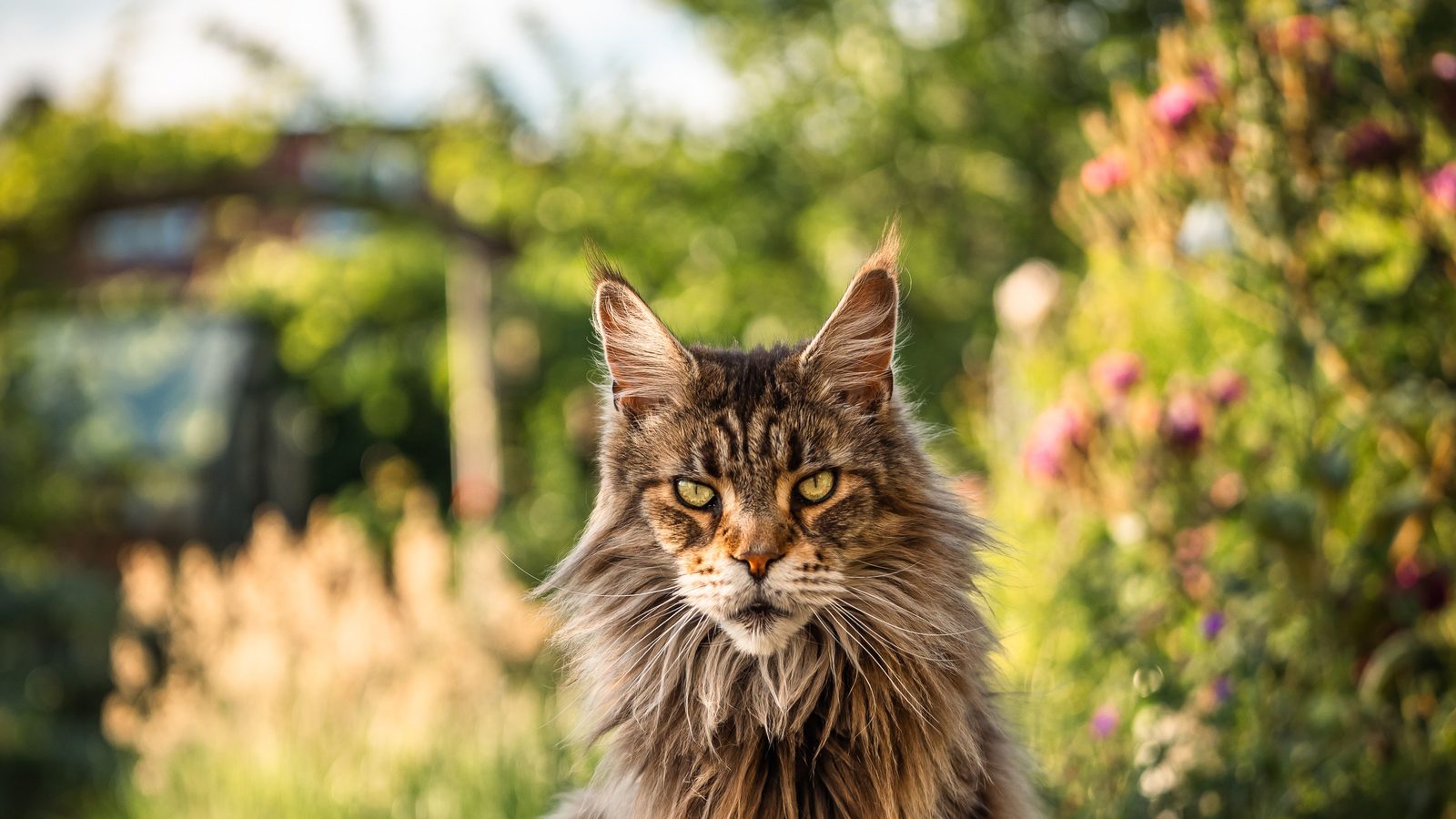 A brown tabby Maine Coon sitting upright on a garden path, flowering shrubs blurred behind it