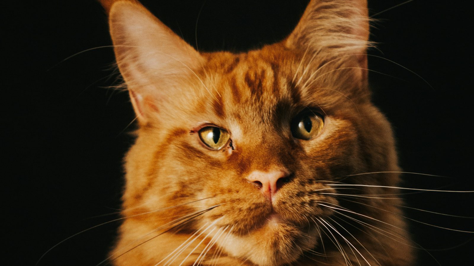 A red Maine Coon's face lit against a black backdrop, ear tufts and whiskers picked out in gold
