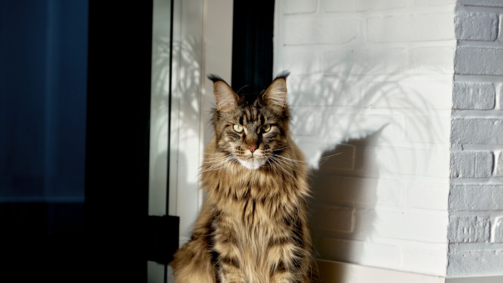 A ginger Maine Coon tilting its head upward in low light, long whiskers and ear tufts catching the light