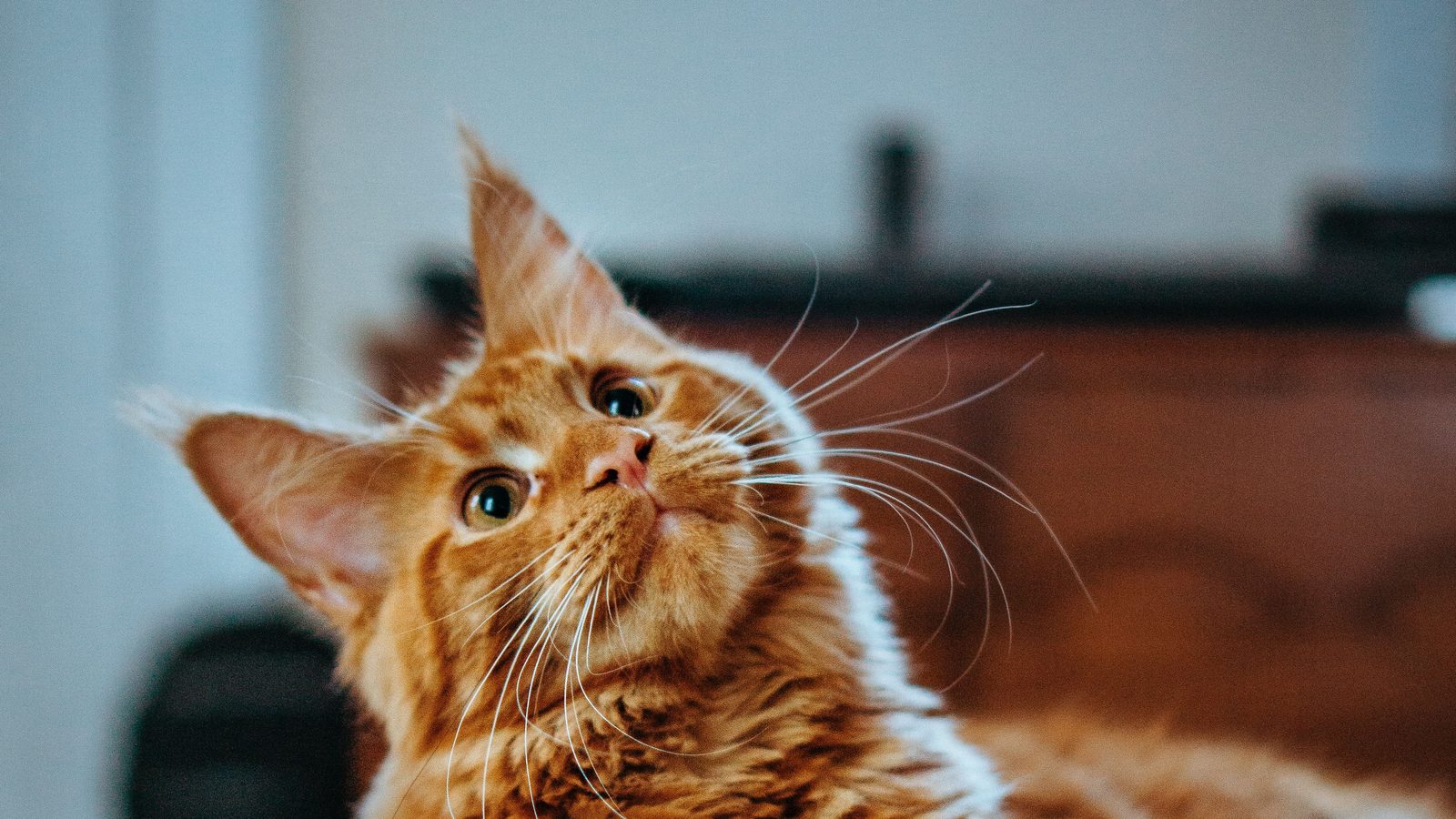 A long-haired ginger Maine Coon stretched across a wooden table in a softly blurred room, one paw extended