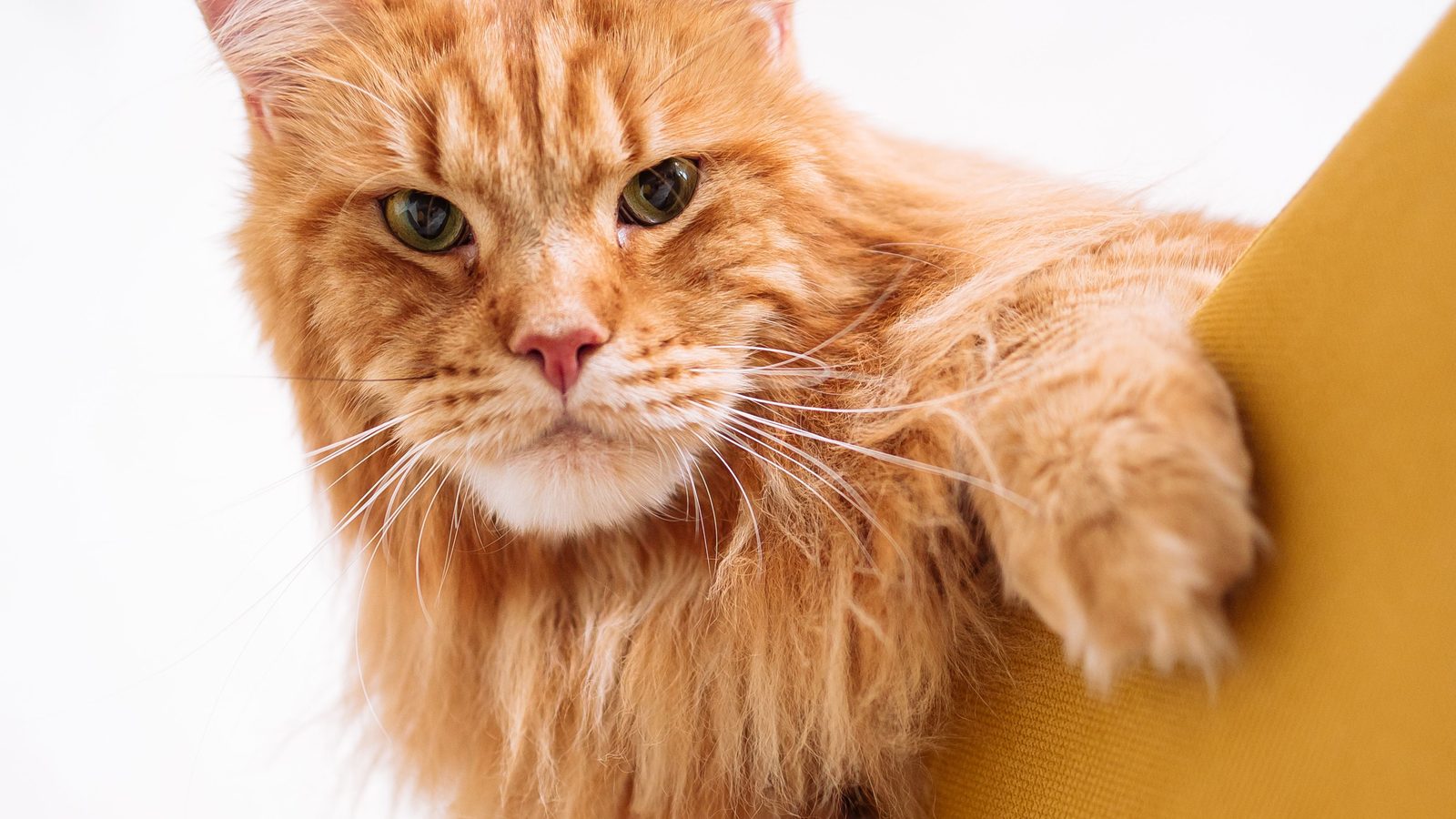 A ginger Maine Coon draped over the back of a mustard-yellow armchair, looking straight at the camera