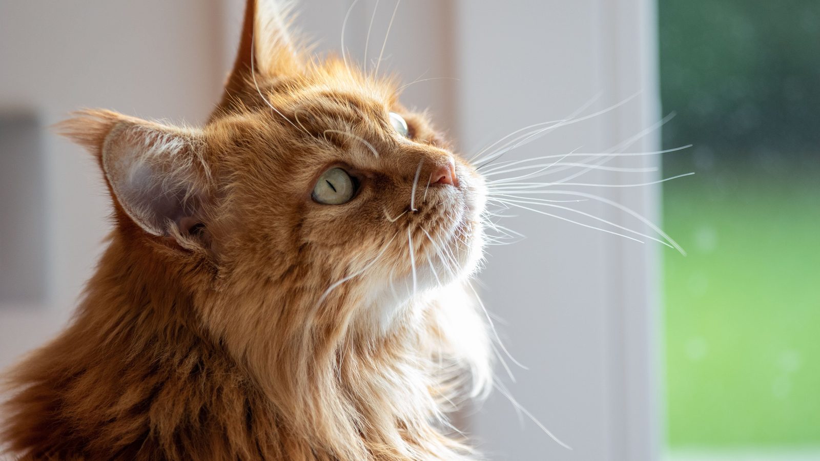 A ginger Maine Coon in profile looking upward, whiskers backlit by soft daylight from a window