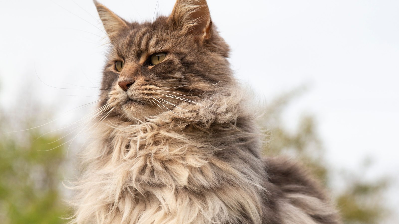A grey and brown tabby Maine Coon perched on a stone wall outdoors with pale sky behind it