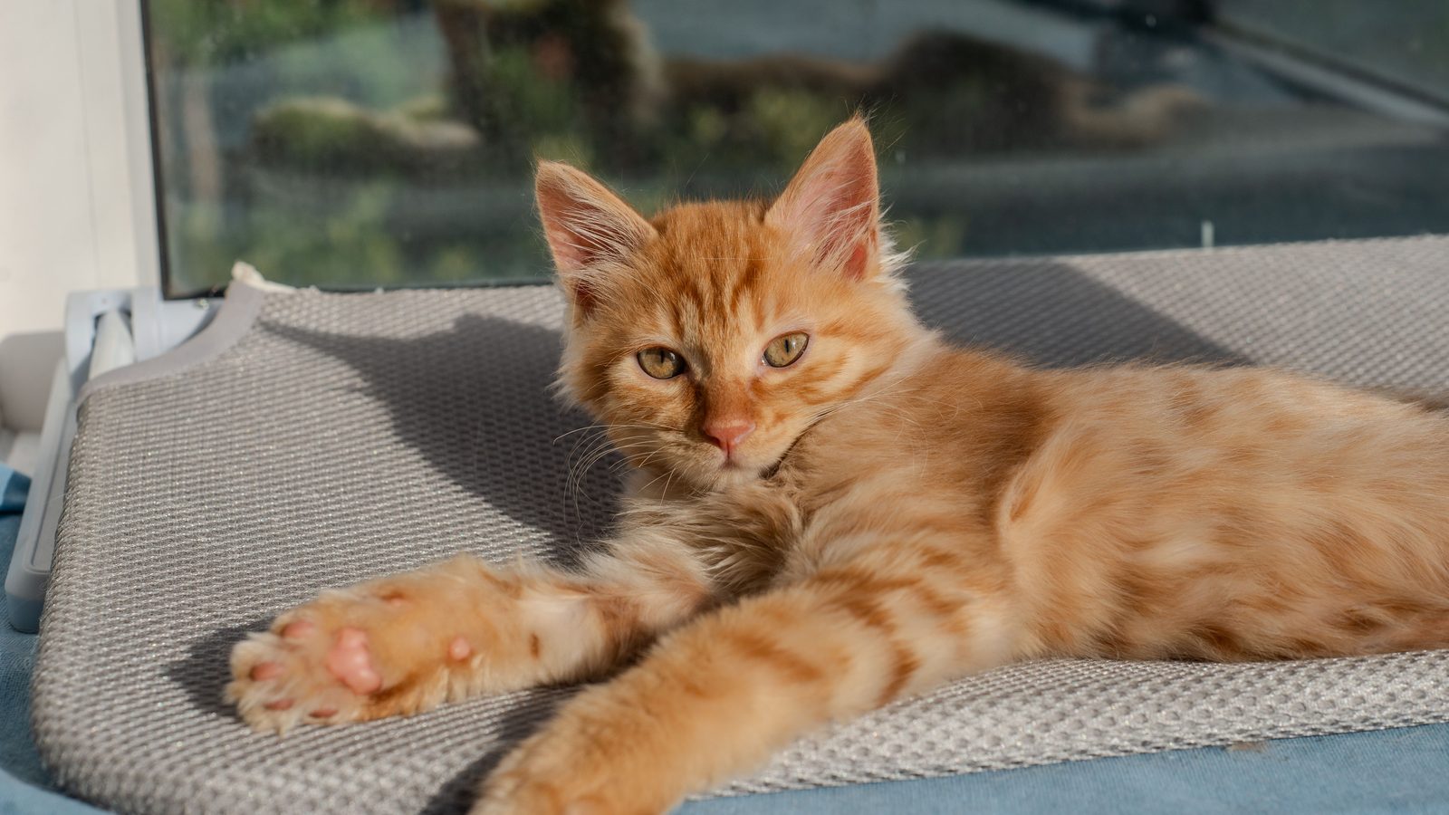 A ginger Maine Coon kitten lying on a grey cushion with its front paws stretched out, window behind