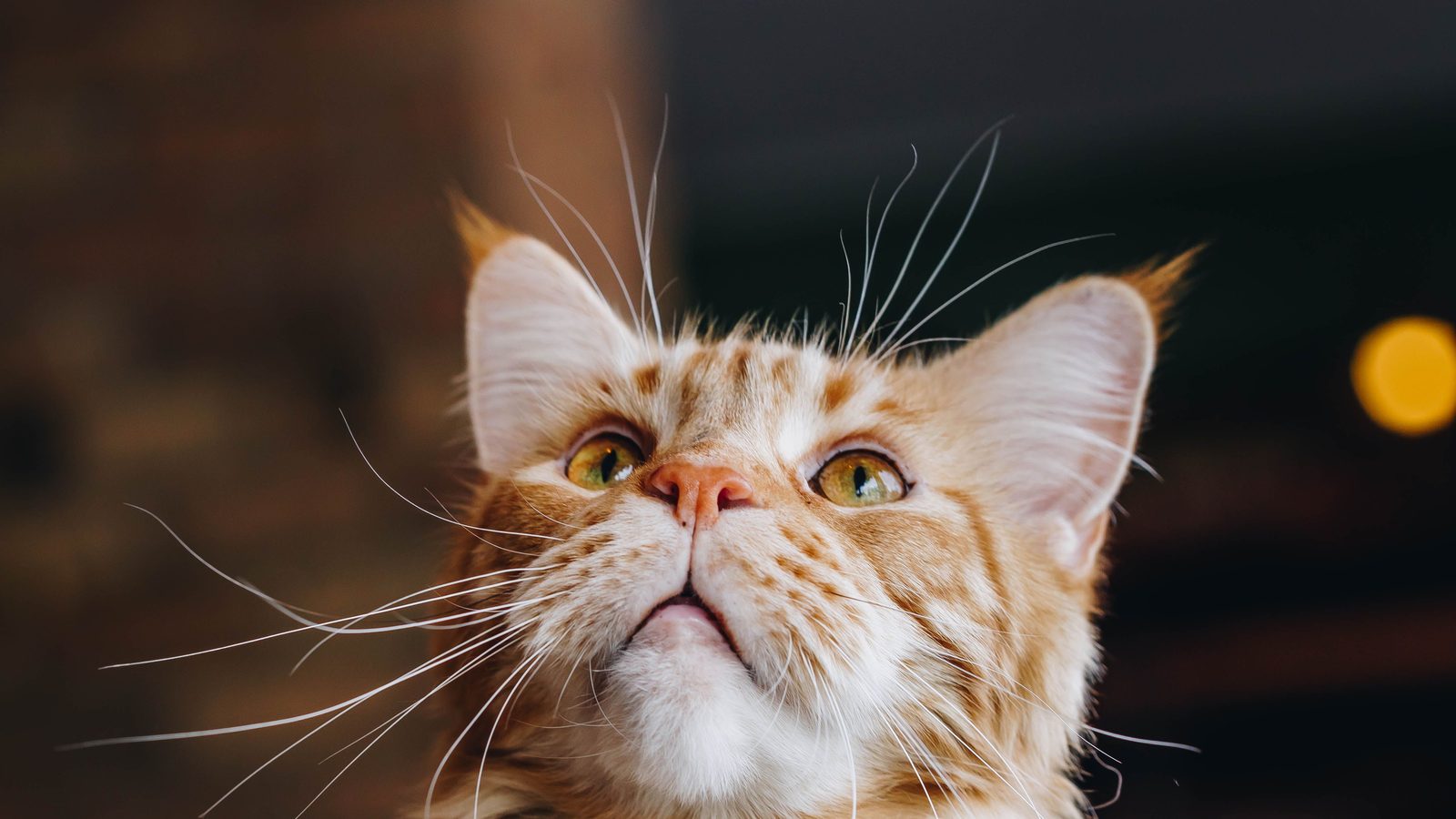 A ginger Maine Coon lounging back in a mustard-yellow armchair with one front paw hanging over the edge