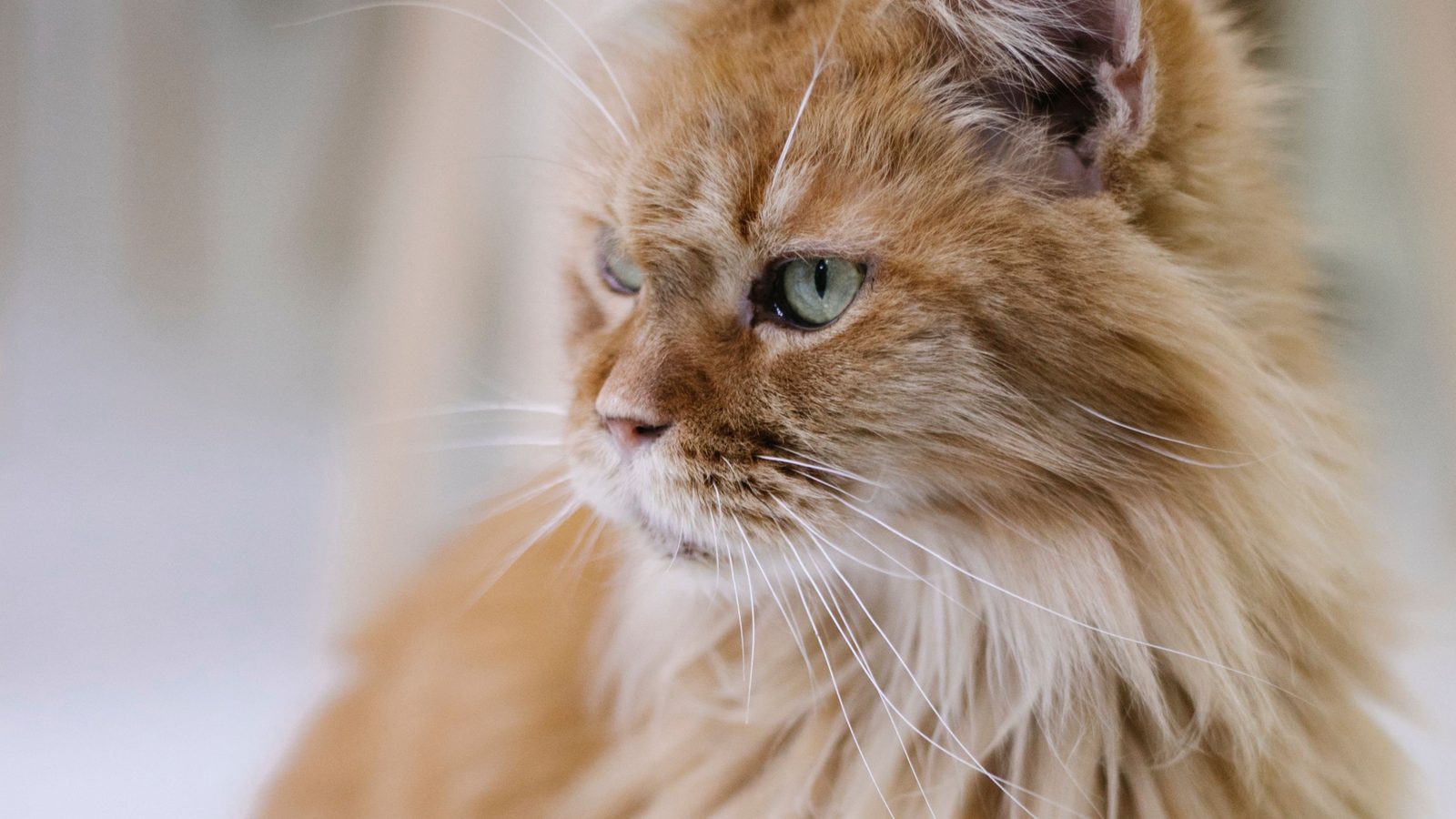 A cream Maine Coon turned in three-quarter profile against a pale background, green eyes alert