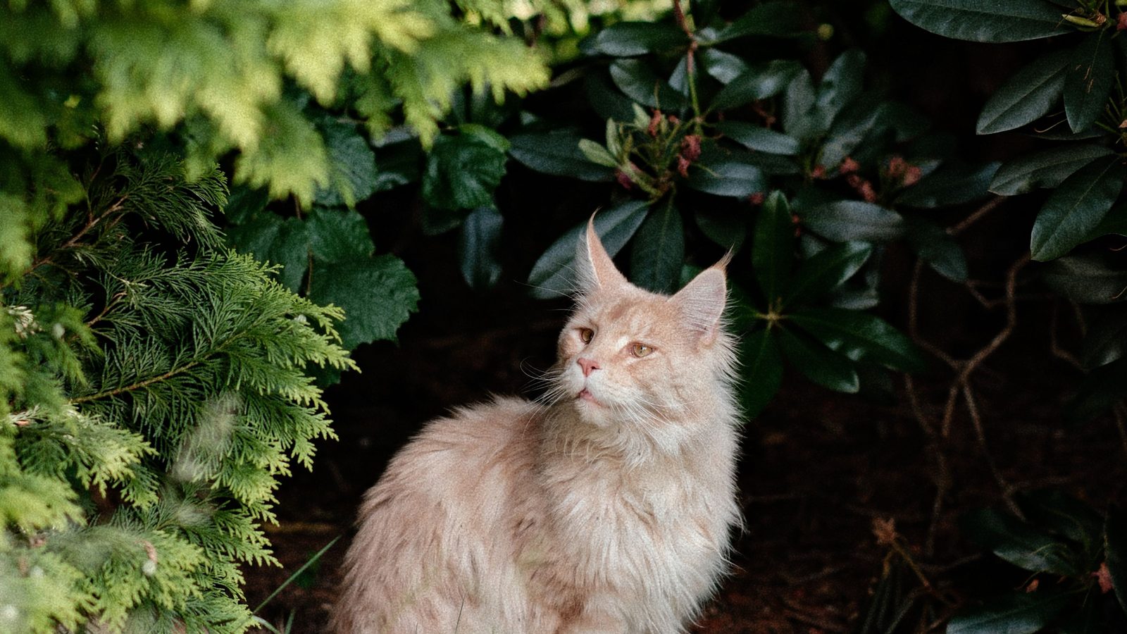 A pale cream Maine Coon sitting still at the edge of dense green garden foliage, half in shadow