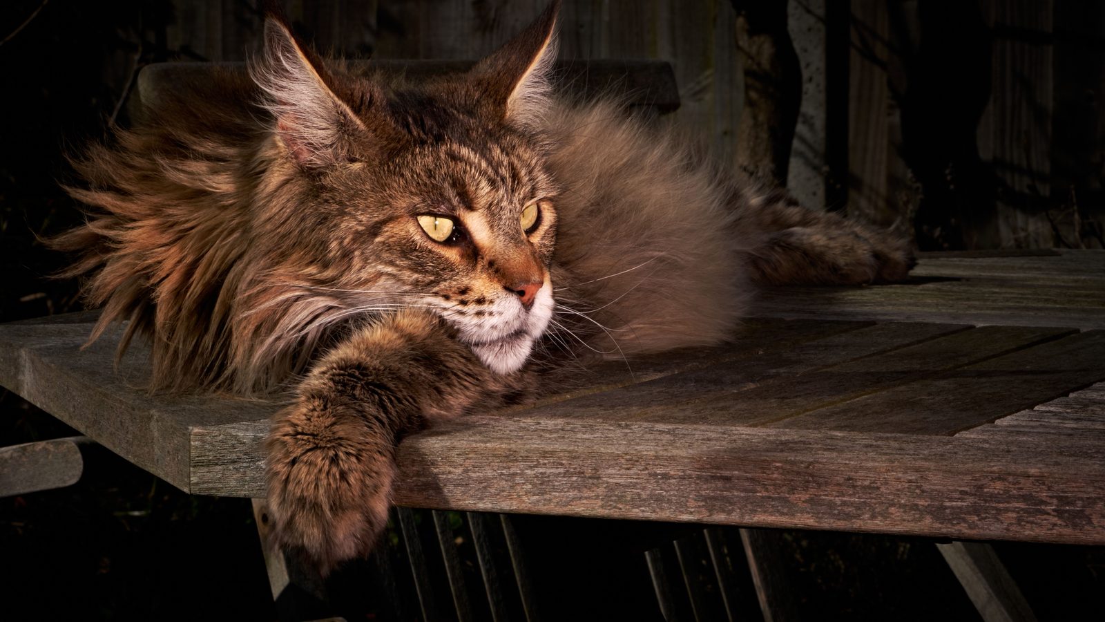 A brown tabby Maine Coon lying on a dark wooden bench, one paw draped over the edge in low light