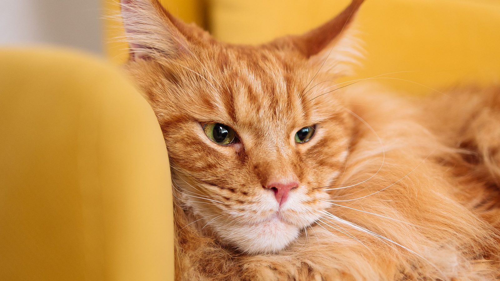 A brown tabby Maine Coon sitting upright in a sunlit doorway on a wooden floor, long shadow beside it