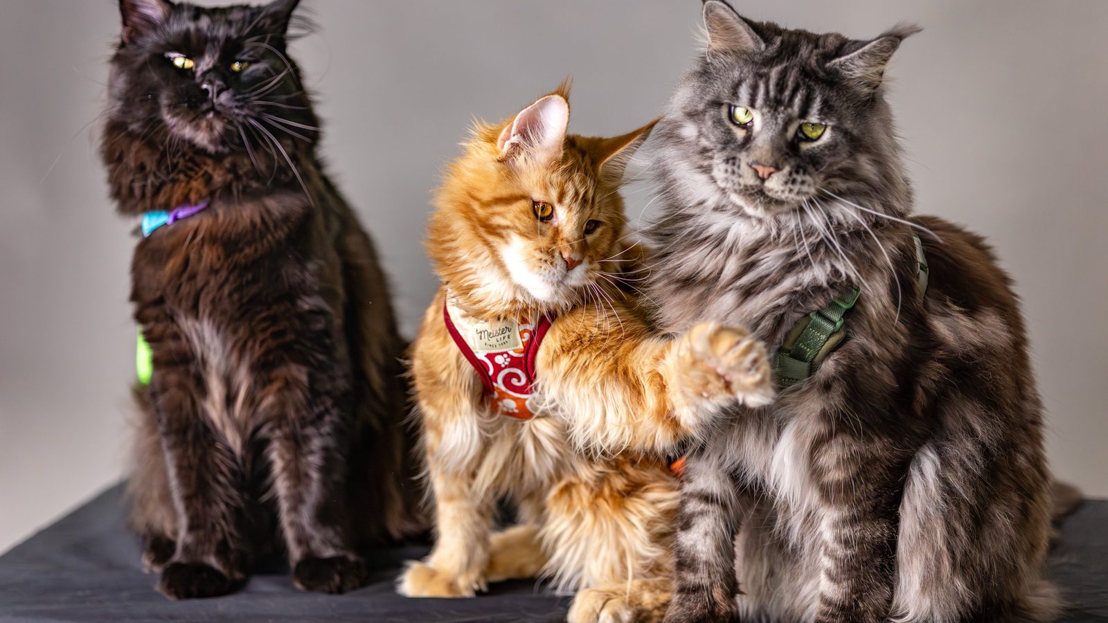 Three Maine Coons — black, ginger and silver tabby — sitting together in harnesses on a grey backdrop