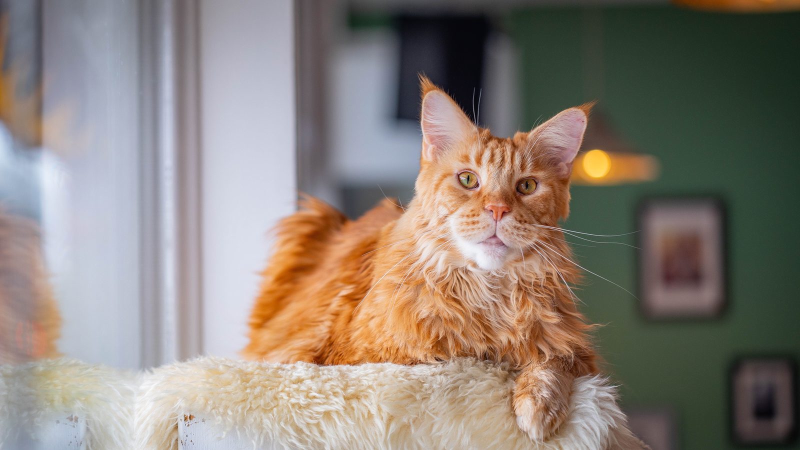 A ginger Maine Coon resting on a fleece-topped perch in a warm room with a green wall behind