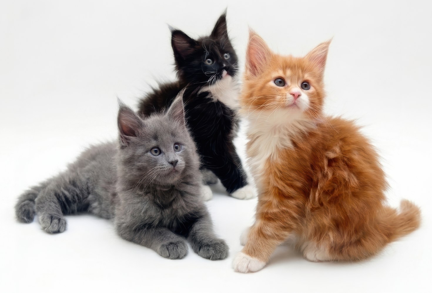 Three fluffy Maine Coon kittens on a plain white background: a grey one lying down, a black and an orange one sitting